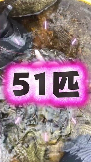 2026年8月15日 三重県熊野市大又川 鮎釣り 小型ですが追いは良好！