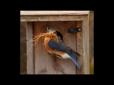 Eastern Bluebirds Nesting