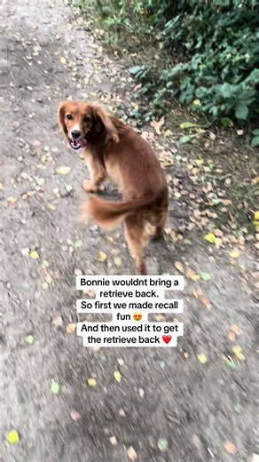 Retrieving isn’t always a quick fix, but this little spaniel just needed to understand the game 😍❤️ #cockerspaniel #dogtraining