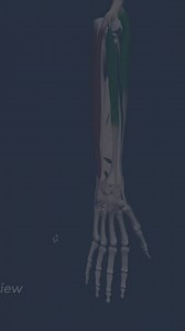 38K views · 679 reactions | This short video breaks down the anatomy...