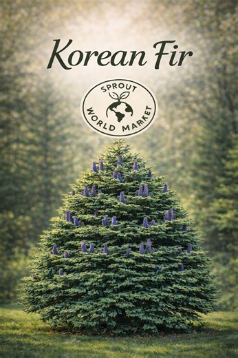 10 or 25 Korean Fir Tree Seeds – Stunning Evergreen With Purple-blue Cones for Landscape & Garden Growing - Etsy