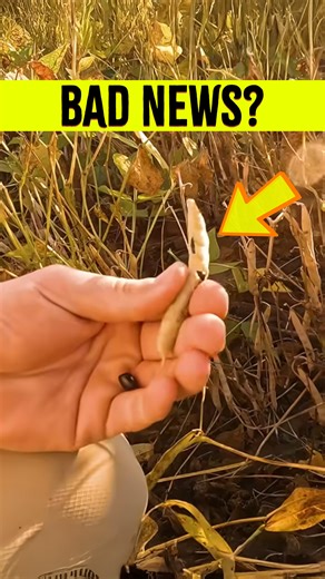 This Is Going To Be A Disaster! Killing Beans! | Larson Farms