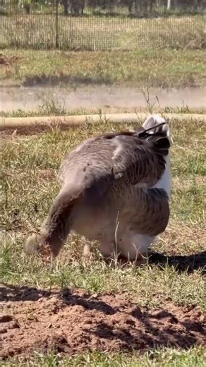 Toulouse Goose originally from area France, Wondering in farmland’s….#goose #farmland #nature’s。