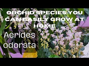 How to care for Vanda orchid |Aerides odorata