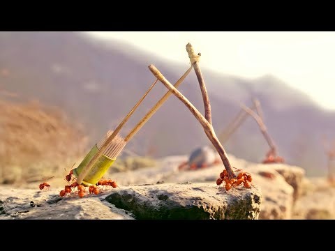 Red ants STRIKE with brutal force using TOOTHPICKS in this wild survival - Movie Recap