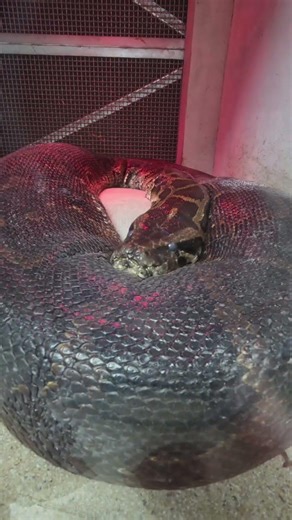 緬甸蟒Burmese Python/Taipei Zoo