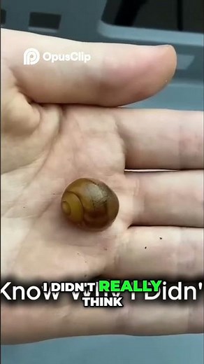 Snails Hatch From Eggs This Insane Species Will Blow Your Mind!