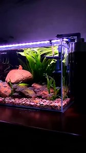 Amazing bubble Aquarium 💦 #fishtanksetup #aqurium #fishaquarium #trending #fish #filter #shortsfeed 129 | Aquatic Wonders Hub