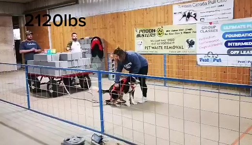 Elliott Moose working hard to earn first place! #dog #sportdog #mysportdog #firstvideo #mutt #weightpulldog #cutedog #workingdog #workinghard