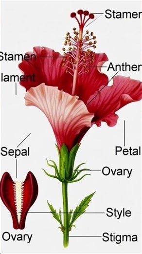 hibiscus, floral diagram, floral formula, गुड़हल, पुष्पक्रम,@s.sstudypoint5.06 BY Raghvendra sir