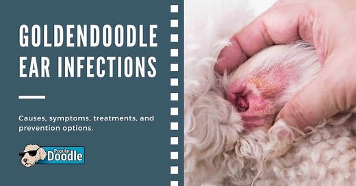 Goldendoodle Ear Infection: Effective Treatment & Prevention