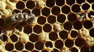 The birth of a bee from a honeycomb