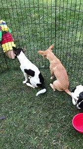 2.5K views · 20 reactions | Ali , Taylor and Dani three rat terrier mix puppies are at the Green River Brewing company in Winters at a charity event sponsored by Yard Brothers. They are all available for adoption and will be at the SPCA tomorrow . | SPCA of Solano County | Facebook