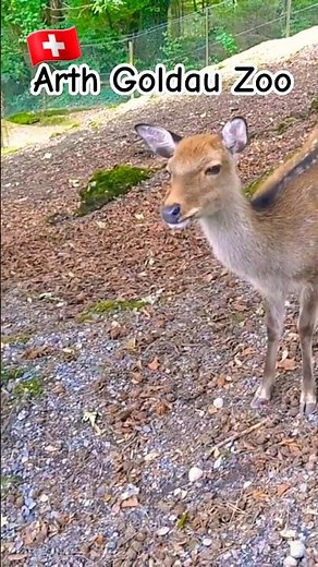 Adorable Moments Captured: Nature & Animal Park In Arth Goldau Switzerland! - Travel Tales🦌 #shorts