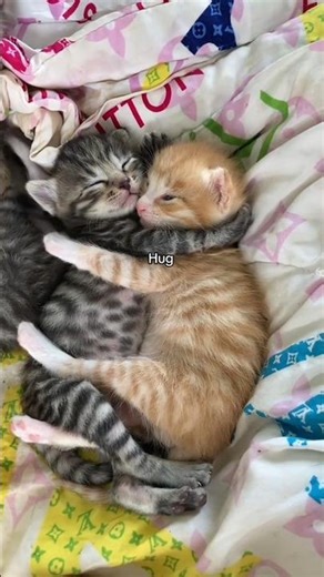 Adorable Baby Kittens Hugging Each Other 🐾💕 #Shorts #fyp