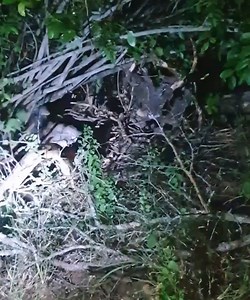 66K views · 599 reactions | 20+ Angry Mongooses Try to Rip Python Apart  #wildlife #nature #animals | Ruby Life | Facebook