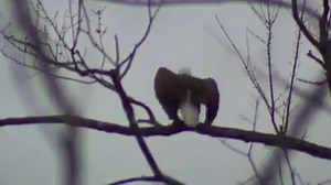 11K views · 569 reactions | Check out this bald eagle flying freely in Ballston today! Thanks to NewsChannel 13 Chief Photographer Matt Soriano for the great shot. Get your latest forecast at WNYT.com/WEATHER. | WNYT NewsChannel 13 | Facebook