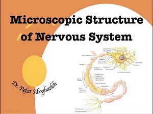 Microscopic Structure of Nervous System