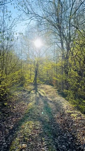 You’ll Feel This Walk 🌿 Forest Sounds & Birds