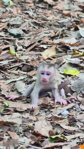 So brave the baby pigtail monkey learning to walk #shorts #monkey
