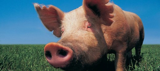 Proverbs 11:22 Meaning of a Gold Ring in a Pig’s Snout