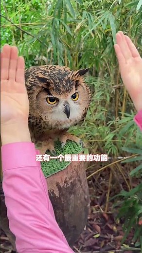Owls Are More Than Just Cute - True Facts Revealed