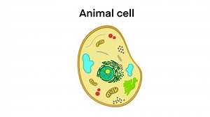 animal cell anatomy, biological animal cell with organelles cross section, Animal cell structure. Educational material, Anatomy of animal cell, Basic cells in animals, biology for school, dna and rna