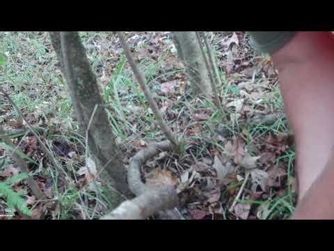 Video 01 25/26 Rabbit Season in the South Ms Swamp