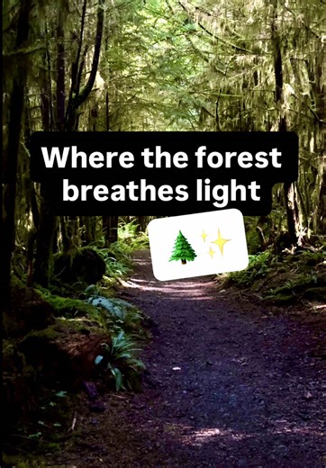 “When sunlight dances through the forest…✨🌲” Lake Quinault’s hidden forest feels alive — every beam, every step, a quiet reminder to slow down. Would you walk here at sunrise? #PNWTravel #NatureVibes #ForestDreams #CalmPlaces #TravelReels
