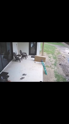 NOT TODAY CHICKEN HAWK! It landed on my hen and i could see them struggling. I successfuly scared it off and the hen is unhurt! #chickenhawk #chickenmama #homestead | Homestead Life