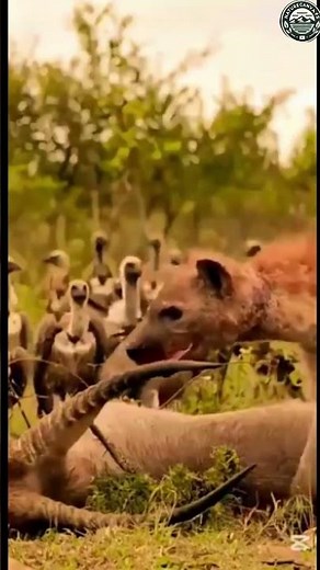 "Epic Food Fight: Hyena vs Vultures Battle for Survival in the Wild"