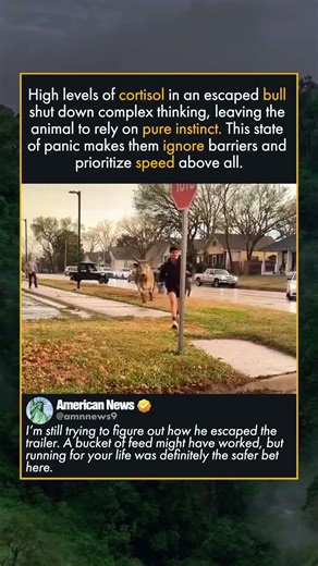 BULL ESCAPES TRAILER IN THE CITY