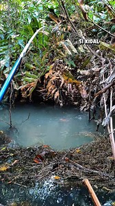 joran vs predator rawa #mancing | SI KIDAL