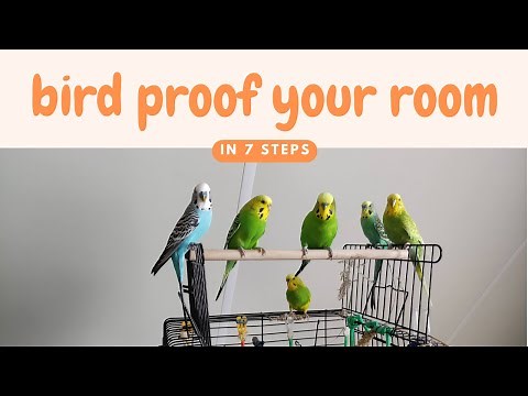 How to Bird Proof A Room: Try These 7 Steps