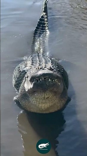 Swamp king of the American South. 🐊🇺🇸