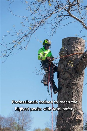 GBE Guifarro Tree Service | Professional Tree Removal & Care