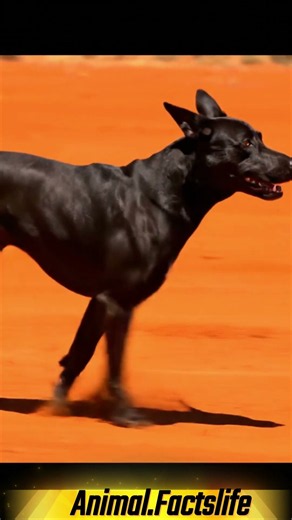 Meet the Australian Kelpie!Tough, Smart & Tireless🐾The Dog With Endless Energy! 🐕🔥