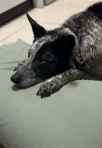 Pepper’s new trick “rest”. And yes we did put a pillow on the kitchen floor for her to practice this while I was waiting for dinner to cook. #fyp #petsoftiktok #dogsoftiktok #gooddogsoftiktok #gooddog @weratedogs