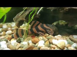 Panaqolus sp. (L397) аквариумный сом