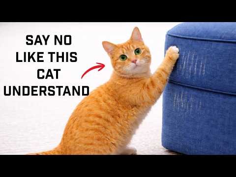 This Is How To Tell Your Cat ‘No’—And They’ll Understand, Stop Yelling Do This Instead