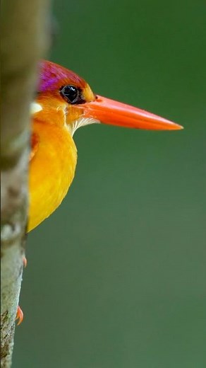 Der extrem bunte Dschungelzwergfischer (Eisvogel) #wildlife #fotoreise #eisvogel #birding #safari