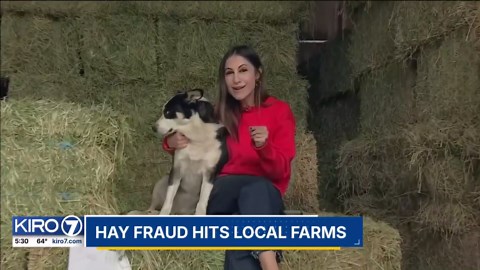VIDEO: Hay fraud hits local farms