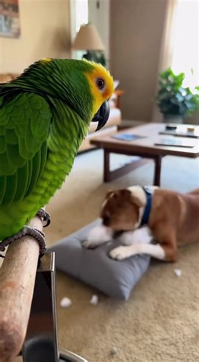 When the parrot starts snitching on the dog 😭🦜🐶💥 This parrot understood the assignment. Dog’s chewing up the pillow like nothing’s happening… and the parrot is in the back yelling “BAD DOG!” like the neighborhood tattletale. The dog’s face at the end says EVERYTHING. 😂 Pets are wild — one commits the crime, the other reports it. #dog, #dogs, #parrots, #pets, #pet | Animal Encounters