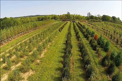 Plant Spacing For Emerald Green Arborvitae and other Evergreens