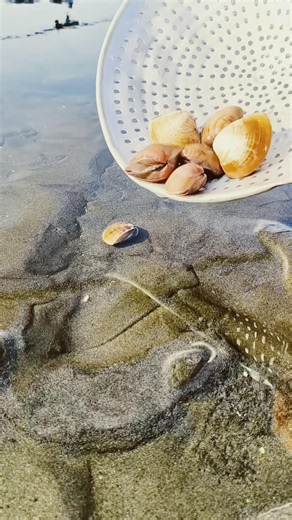 Throwing Sea Shells Back Into the Ocean! 🌊 They Instantly Disappear Under the Sand 😱🐚 #shorts