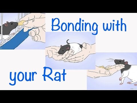 How to Bond with your Pet Rat