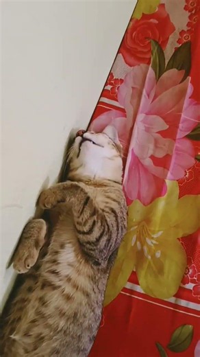 Big Cat Sleeping Like Human#shorts#shortvideo#funny#cat