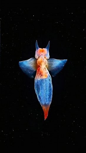 Sea Angel: Ocean’s Most Beautiful Predator