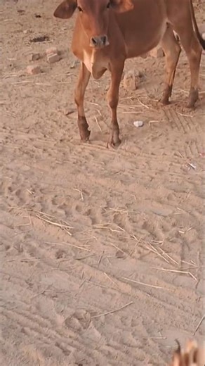 Cow Sounds: The Ultimate Moo Compilation