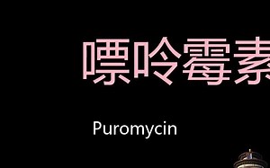 嘌呤霉素 Chinese Pronunciation Puromycin